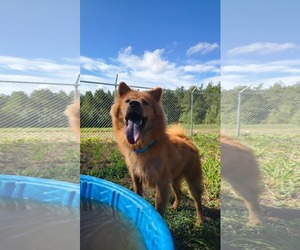 Chow Chow-Unknown Mix Dogs for adoption in Farmerville, LA, USA