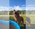 Small Chow Chow Mix