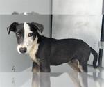 Small Labrador Retriever Mix
