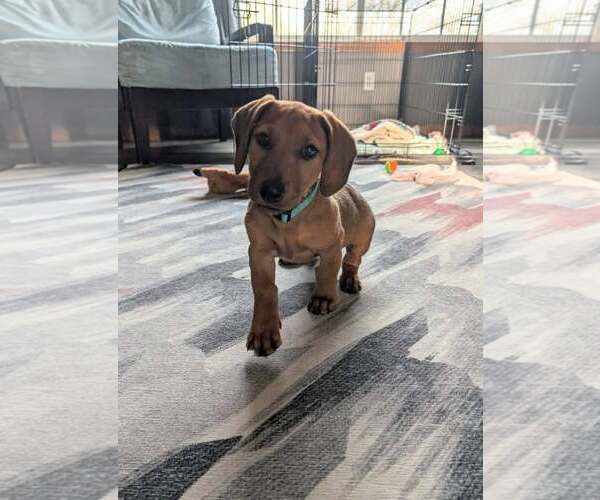 Medium Photo #6 Dachshund-Doberman Pinscher Mix Puppy For Sale in Buffalo, MN, USA