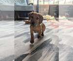 Small #5 Dachshund-Doberman Pinscher Mix
