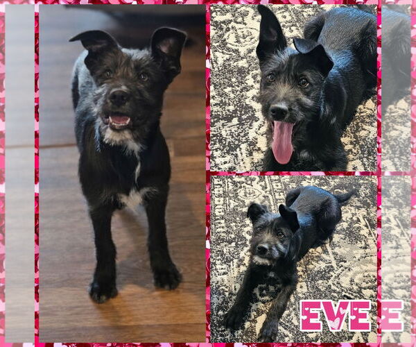 Medium Photo #1 GIANT SCHNAUZER -German Shepherd Dog Mix Puppy For Sale in Blacksburg, SC, USA