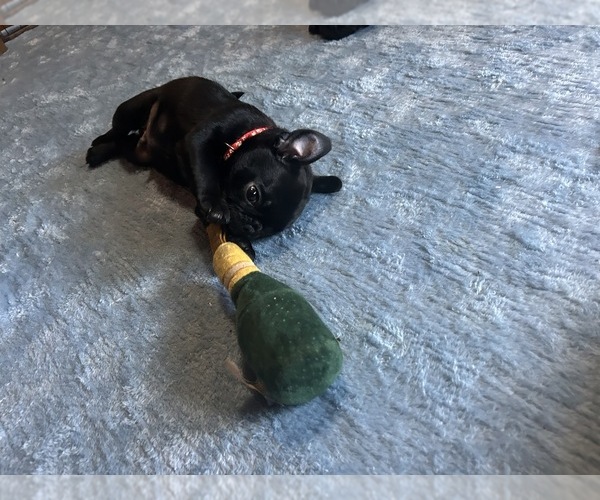 Medium Photo #11 Frenchie Pug Puppy For Sale in BLOOMINGTON, IL, USA