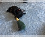 Small #10 Frenchie Pug