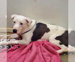 Labrador Retriever-Unknown Mix Dogs for adoption in Amarillo, TX, USA