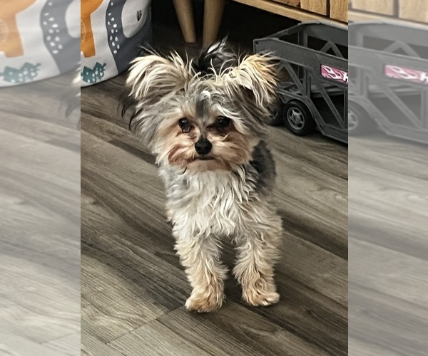 Medium Photo #1 Morkie-Yorkie-ton Mix Puppy For Sale in PLAINFIELD, IL, USA