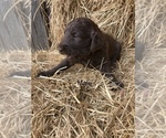 Puppy Brown puppy Labradoodle