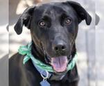 Small #4 Labrador Retriever Mix
