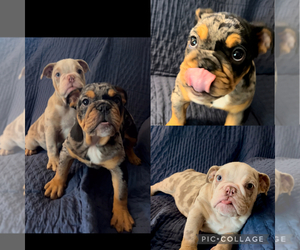 Bulldog Puppy for sale in SAN JACINTO, CA, USA