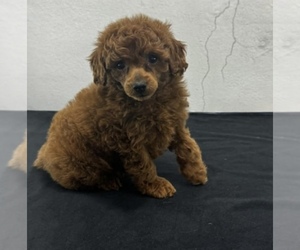 Poodle (Miniature) Puppy for sale in LOWELL, MA, USA