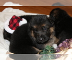 Small Photo #16 German Shepherd Dog Puppy For Sale in TACOMA, WA, USA