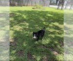 Small #2 Border Collie Mix