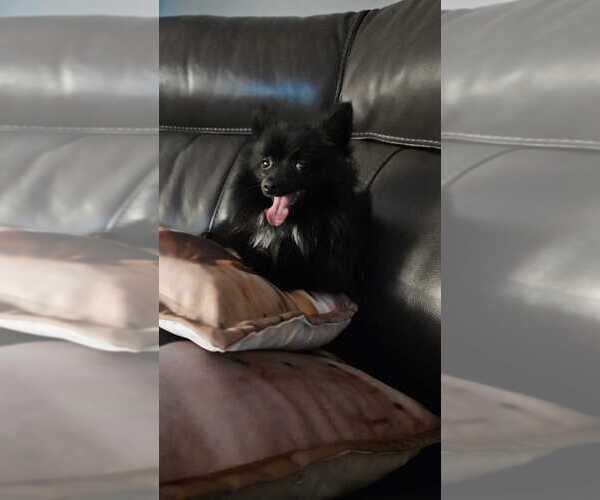Medium Photo #4 Pomeranian Puppy For Sale in PAWTUCKET, RI, USA