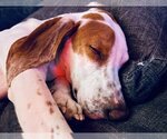 Small Photo #8 American Foxhound-Unknown Mix Puppy For Sale in Minneapolis, MN, USA