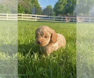 Cockapoo Puppy for sale in ROUND HILL, VA, USA