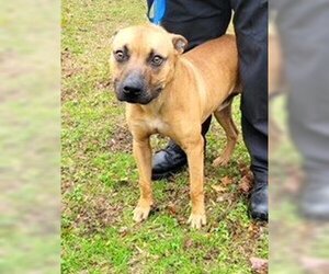 Mountain Cur-Unknown Mix Dogs for adoption in Rowayton, CT, USA