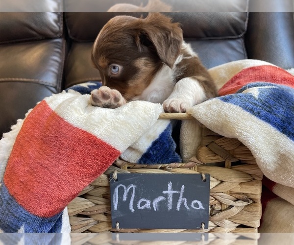 Medium Photo #10 Miniature Australian Shepherd Puppy For Sale in BONNERS FERRY, ID, USA