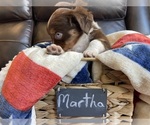 Small Photo #32 Miniature Australian Shepherd Puppy For Sale in BONNERS FERRY, ID, USA