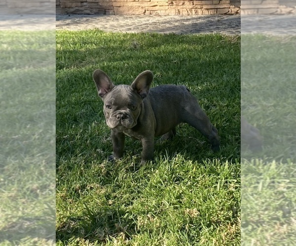 Medium Photo #9 French Bulldog Puppy For Sale in CITY INDUSTRY, CA, USA