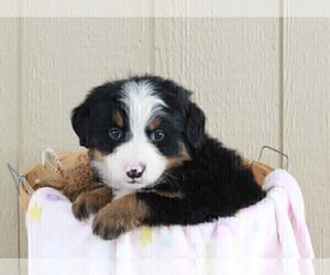 Bernese Mountain Dog Puppy for sale in FREDERICKSBURG, OH, USA