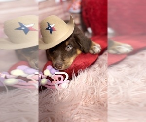 Medium Australian Shepherd