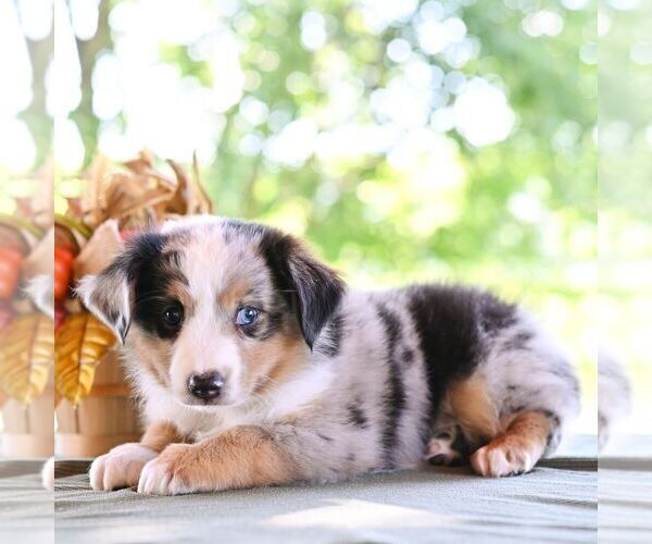 Medium Photo #3 Miniature Australian Shepherd Puppy For Sale in REBERSBURG, PA, USA
