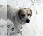 Small Photo #1 Great Pyrenees Puppy For Sale in DENVER, CO, USA
