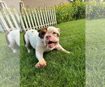 Small #1 Bulldog Mix
