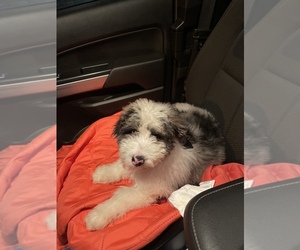 F2 Aussiedoodle Puppy for sale in BRANDON, FL, USA