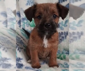 Jack-A-Poo Puppy for sale in FREDERICKSBURG, OH, USA
