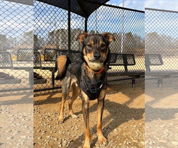 Medium Photo #19 Mutt Puppy For Sale in Rockaway, NJ, USA