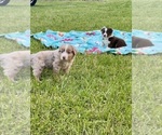 Small #3 Australian Shepherd