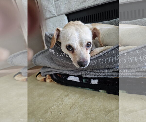 Medium Photo #3 Chiweenie Puppy For Sale in Jackson, NJ, USA