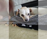 Small #2 Chiweenie
