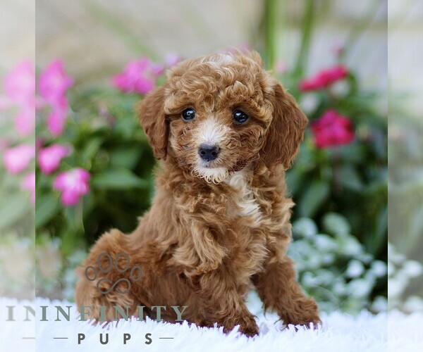 Medium Photo #5 Poodle (Toy) Puppy For Sale in BIRD IN HAND, PA, USA