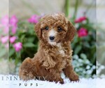 Small #4 Poodle (Toy)