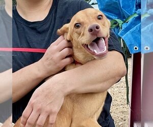 Chihuahua-Vizsla Mix Dogs for adoption in Oak Bluffs, MA, USA