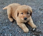 Small Photo #1 Golden Retriever Puppy For Sale in DULUTH, MN, USA