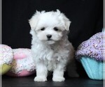 Small #1 Maltese