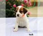 Puppy 10 Beabull-Jack Russell Terrier Mix