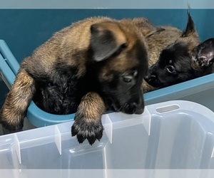 Malinois Puppy for sale in LAFAYETTE, LA, USA