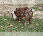 Small #1 Miniature Australian Shepherd