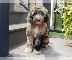 Goldendoodle (Miniature) Puppy for sale in MILLERSBURG, OH, USA