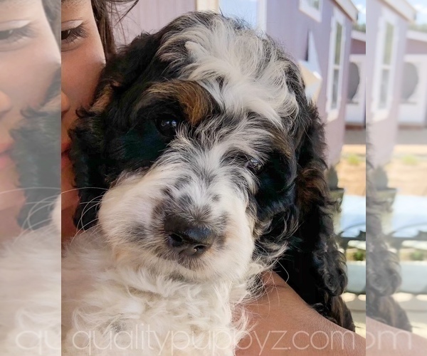 Medium Photo #1 Springerdoodle Puppy For Sale in ANZA, CA, USA