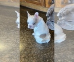 Small Photo #13 French Bulldog Puppy For Sale in OAKDALE, CA, USA