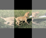 Puppy 2 Rhodesian Ridgeback
