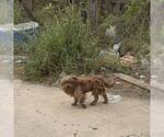 Small #1 Mutt