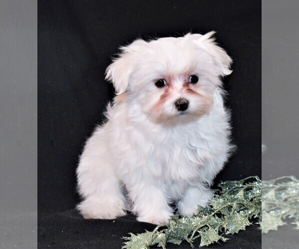 Medium Photo #3 Maltese Puppy For Sale in ROCK VALLEY, IA, USA