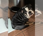 Small #25 Bulldog