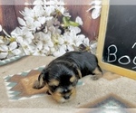 Small #4 Morkie